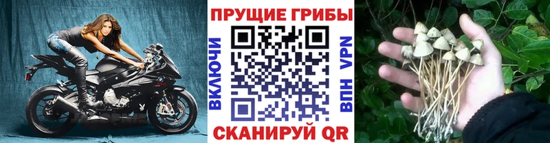Псилоцибиновые грибы мухоморы ссылка на мегу зеркало Нижние Серги где купить наркоту